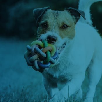 Pet Supplies Case Study