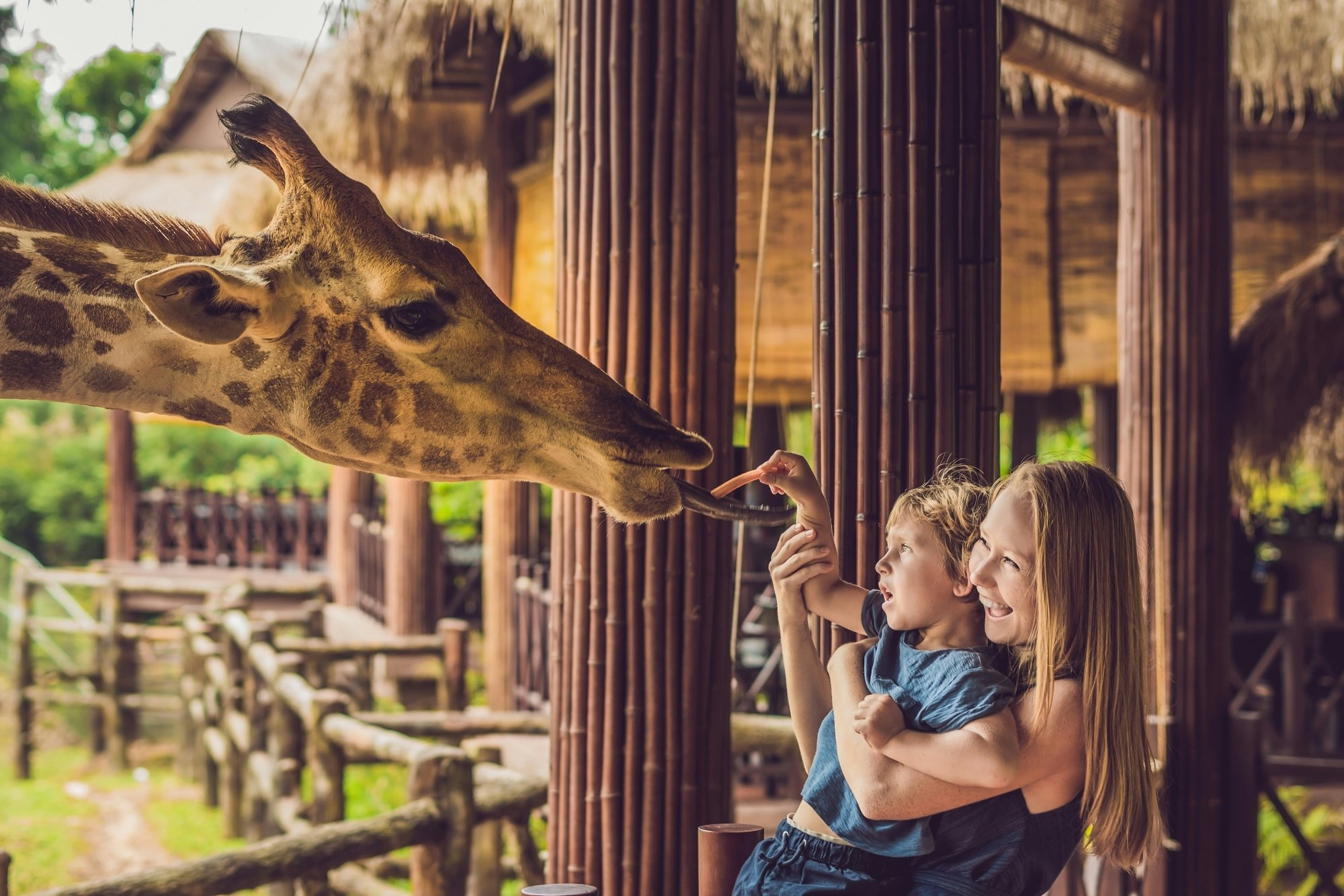 zoo vistors feeding giraffe